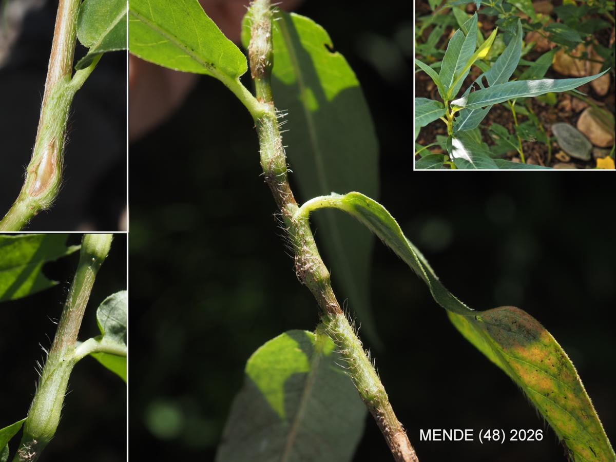 Knotweed, Water leaf